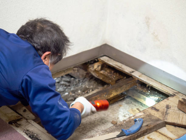 Best Mold Testing and Inspection Services in Churchville, PA