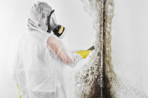 Best Commercial Mold Remediation in Churchville, PA